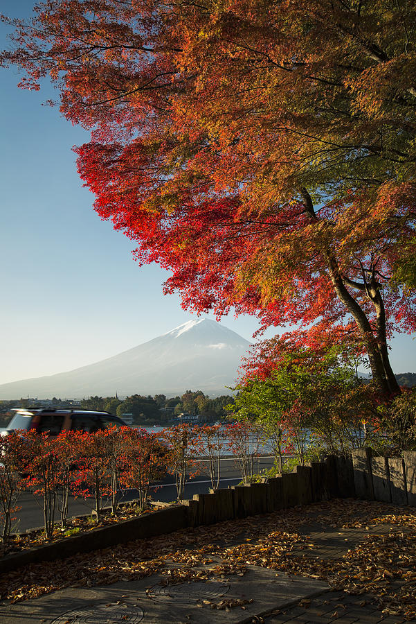 Mt. Fuji and a Maple Tree Photograph by Yuga Kurita