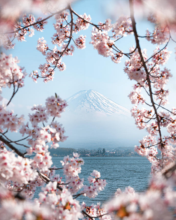 Mt. Fuji Cherry Blossoms Photograph by Demas Rusli - Pixels