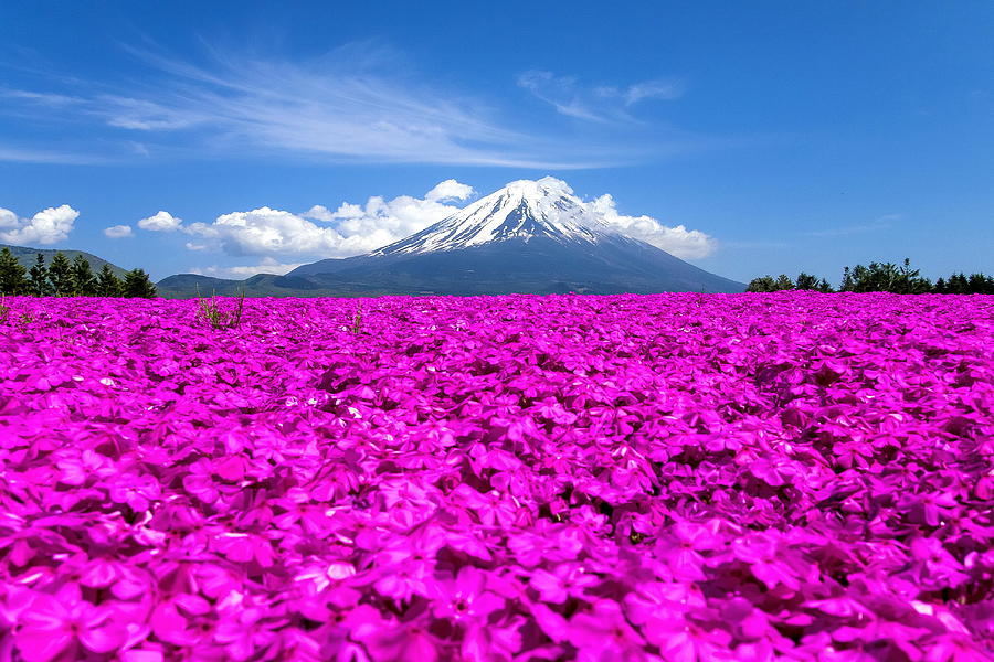 Mt. Fuji in May Photograph by Huayang