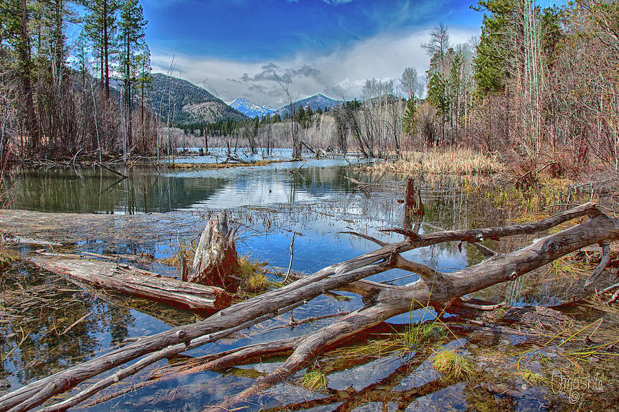 Tree Photograph - Mt Gardner and Beaver Ponds at Sun Mountain Trails by Omashte by Omaste Witkowski