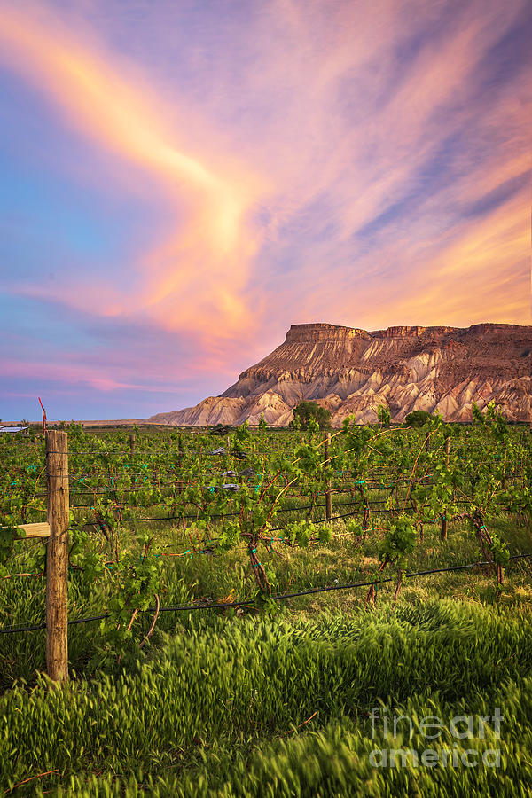 Mt Garfield And The Palisade Vineyards Photograph