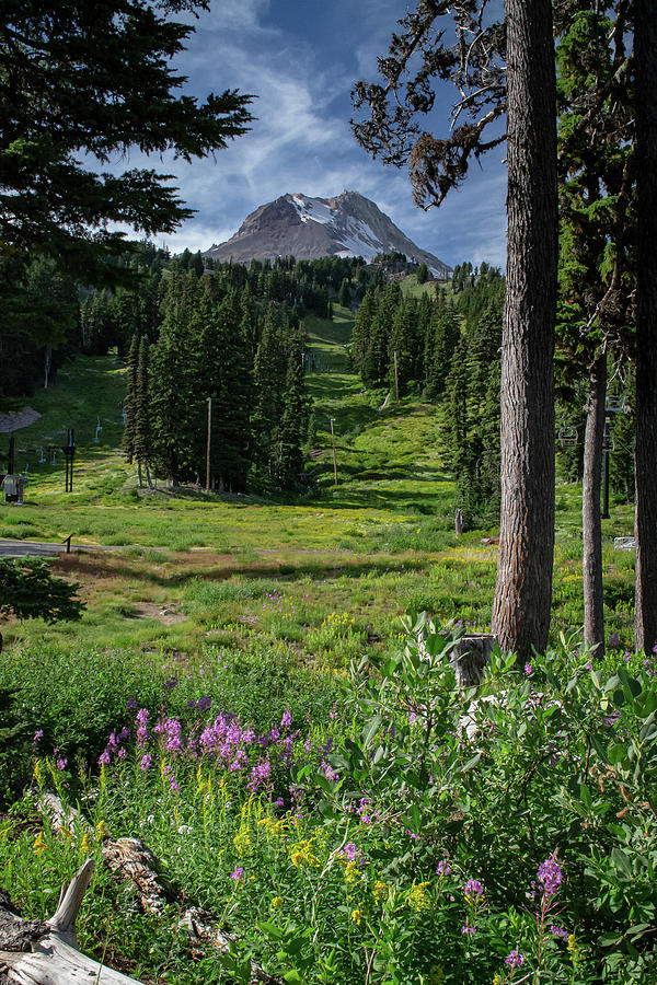 Mt. Hood Meadows summertime Photograph by Randy D Morrison Fine Art