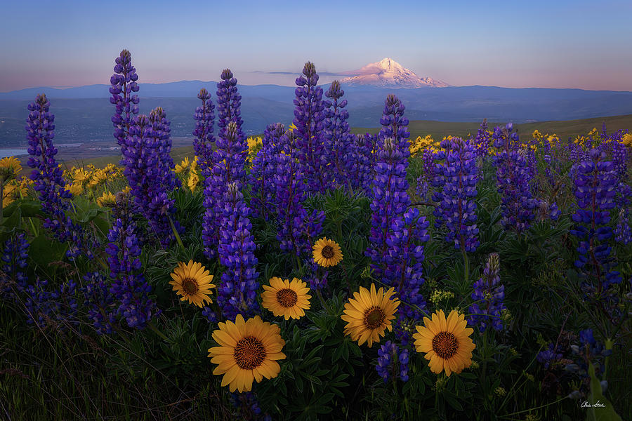 Spring Photograph - Mt Hood Morning by Chris Steele
