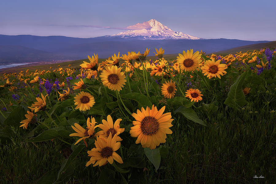 Spring Photograph - Mt Hood Spring by Chris Steele