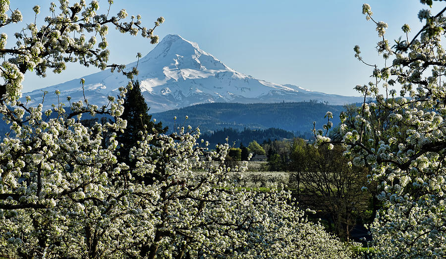 Mt. Hood Surrounded by Pear Blossoms Photograph by Don Schwartz