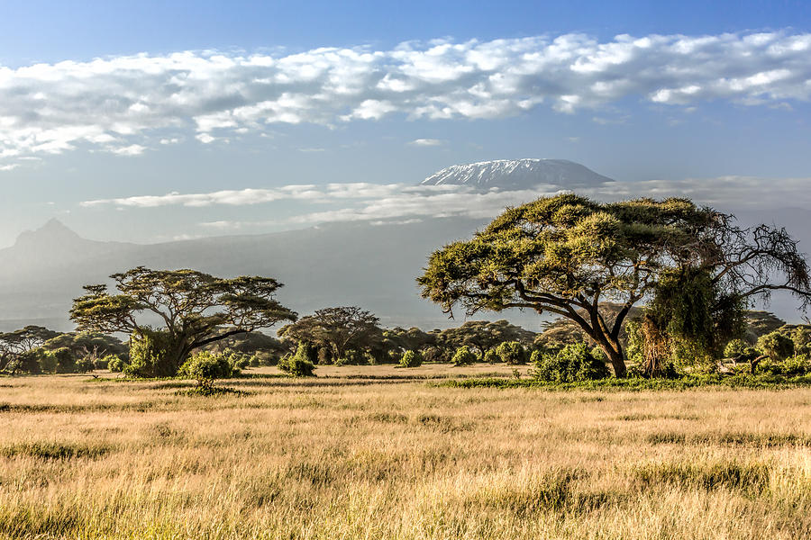 Mt Kilimanjaro, clouds and Acacia tree - in the morning Photograph by 1001slide