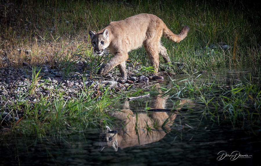 Mountain Lion, Reflection Photograph by Donald R Davis - Fine Art America