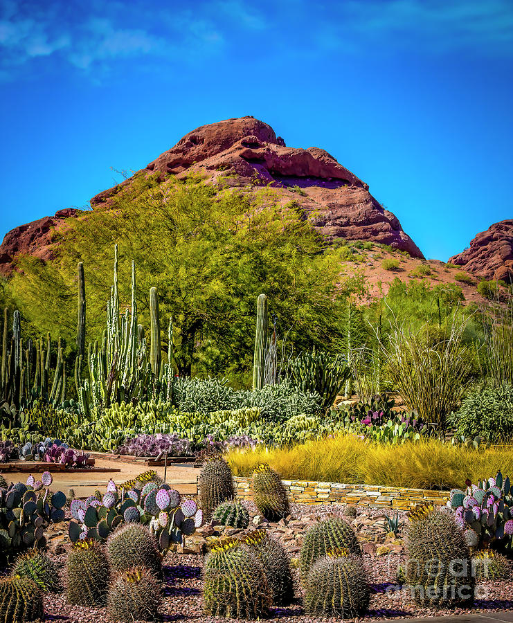 Mt. Papago and Cacti Photograph by Jon Burch Photography