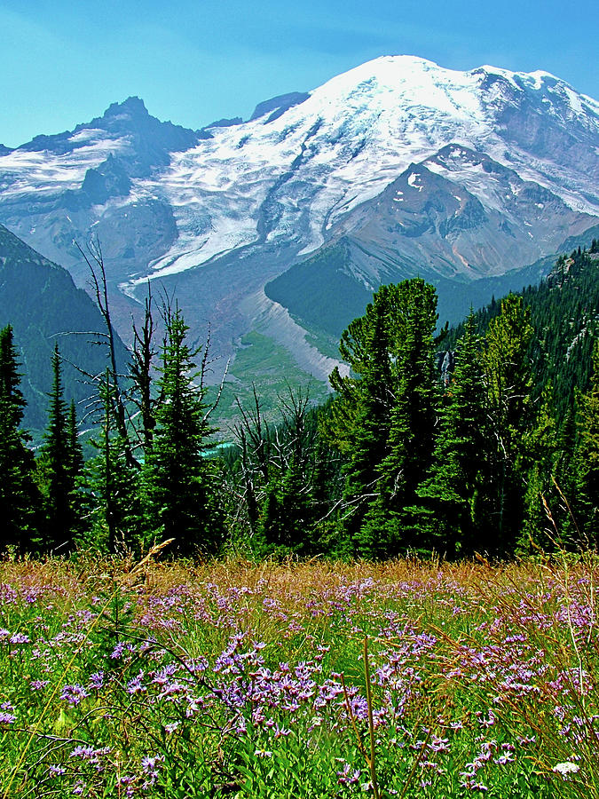 Mt. Rainier from Trail to Shadow Lake, Mt. Rainier National Park ...