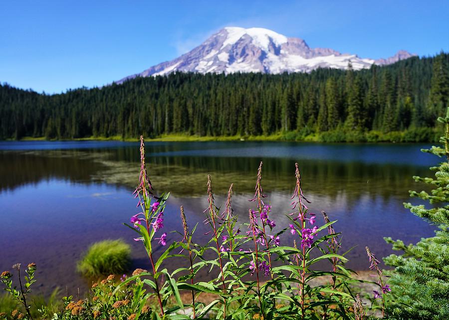 Mt Rainier Reflected with Flowers Photograph by Peter Mooyman