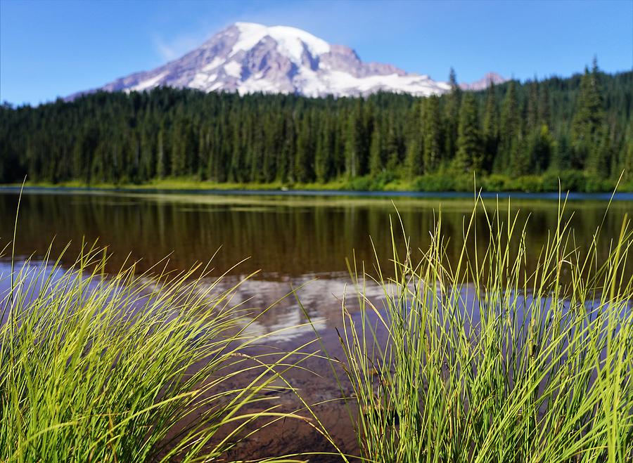 Mt Rainier Reflected with Reeds Photograph by Peter Mooyman