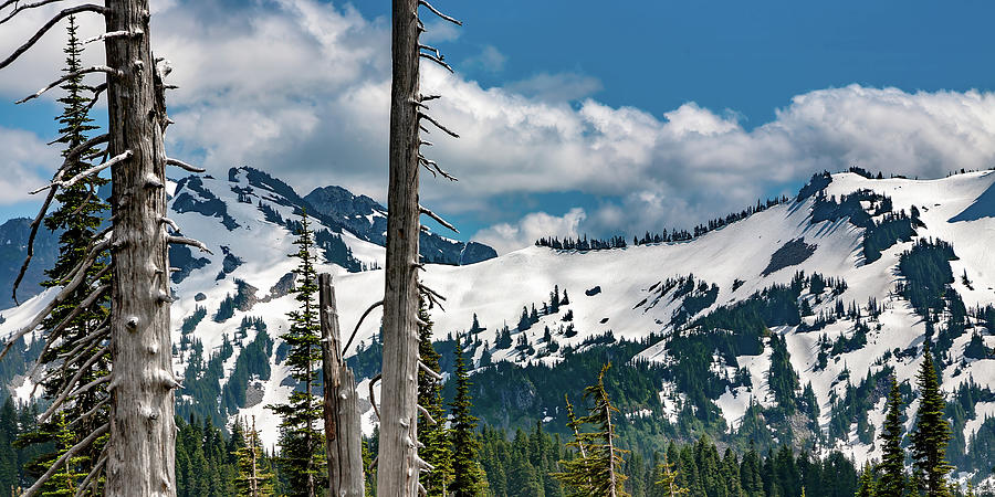 Mt Rainier Surroundings Washington Photograph by Tommy Farnsworth