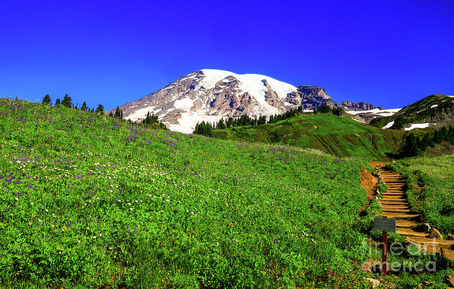 Mt Rainier Wildflower Photograph by Tami Boelter