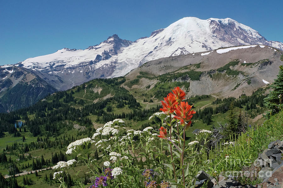 Mt. Rainier with Paintbrush Wildflower Photograph by Nancy Gleason