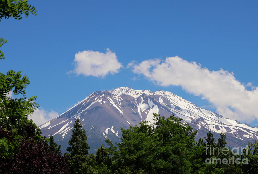 Mt. Shasta Above The Trees Photograph by Suzanne Luft