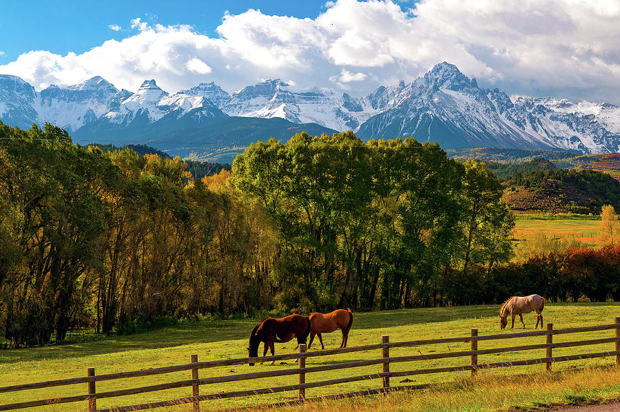 Telluride Colorado Photograph - Mt. Sneffels Colorado with Horses by John Hoffman