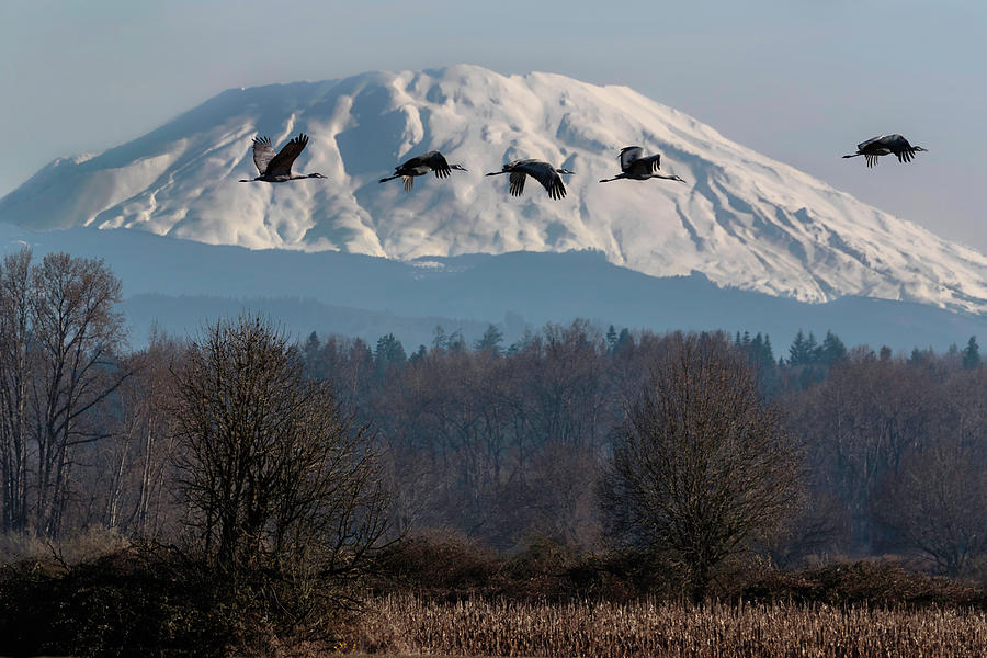 Mt St Helen Cranes Photograph by Wes and Dotty Weber