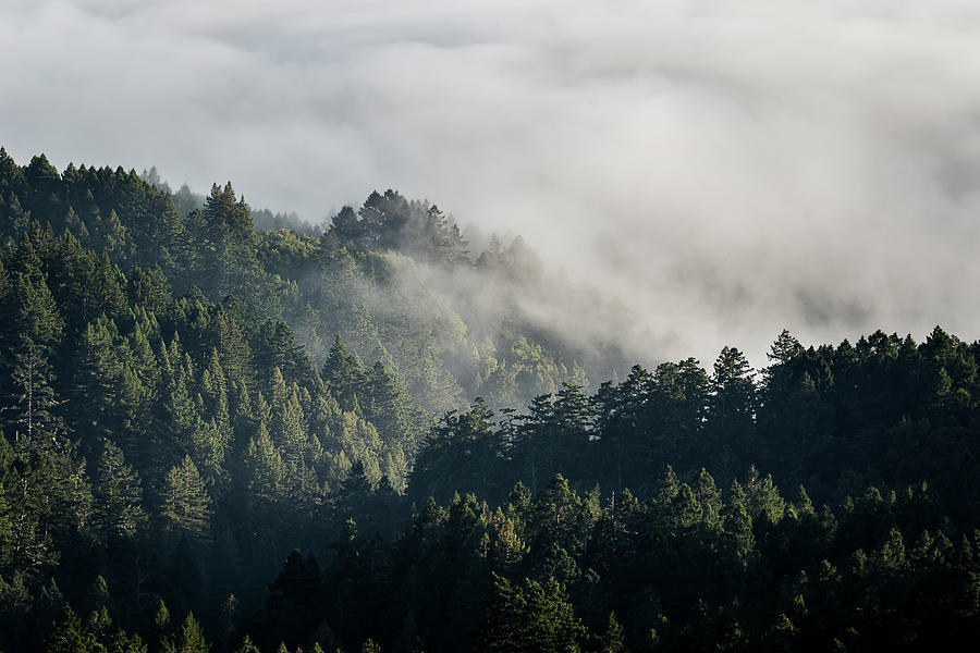 Mt. Tamalpais Fog and Trees Photograph by Gary Geddes