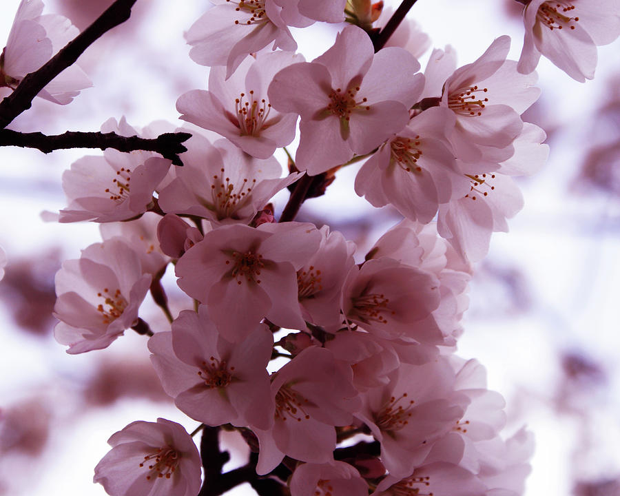Mt Vernon Series - Cherry Blossoms 2 Photograph