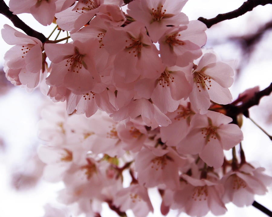 Mt. Vernon Series - Cherry Blossoms 3 Photograph