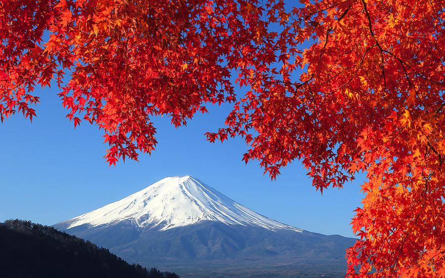 Mt.Fuji in Autumn Photograph by Mantaphoto
