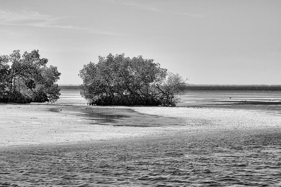 Mud Flats Mangroves Photograph by Robert Wilder Jr