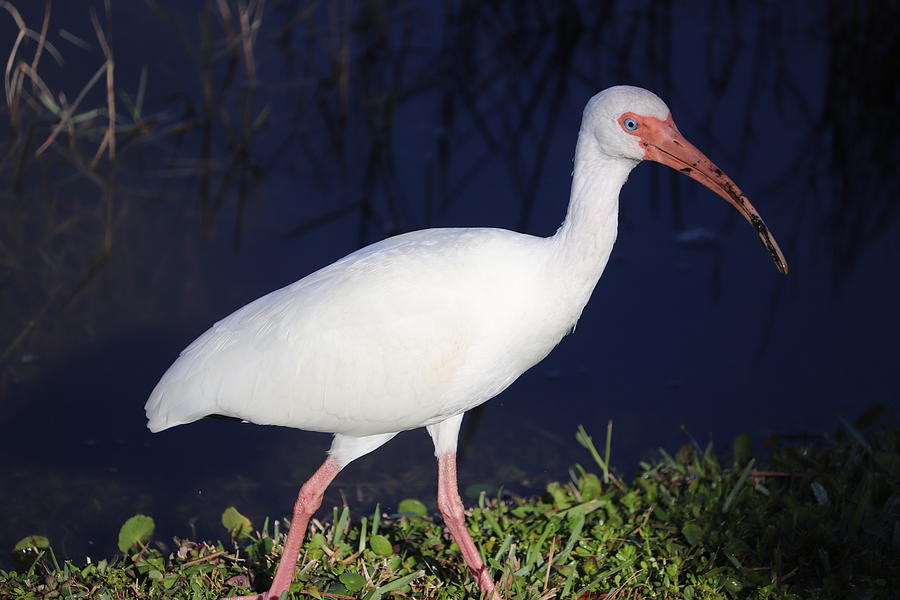 Mud Hunter Ibis by Blair Damson Mud Hunter Ibis by Blair Damson