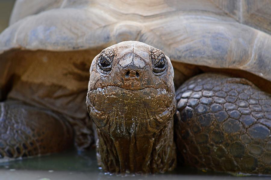 Mud Mask - Aldabra Tortoise Photograph by KJ Swan