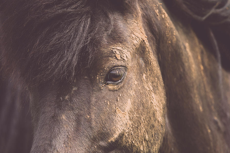 Mud Princess - Horse Art Photograph by Lisa Saint