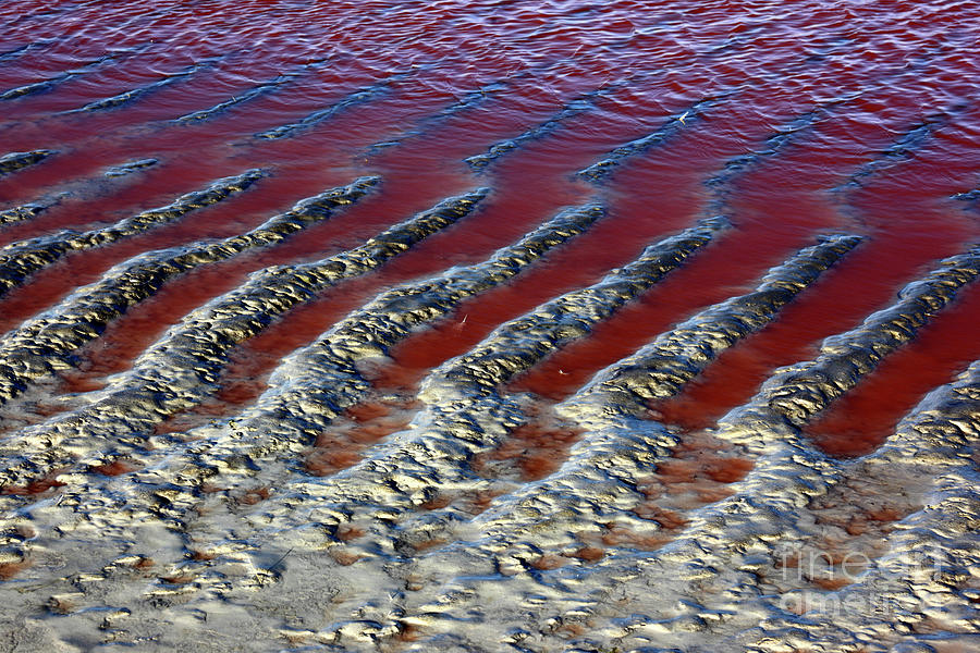 Mud Ripple Patterns Laguna Colorada Bolivia Photograph by James Brunker