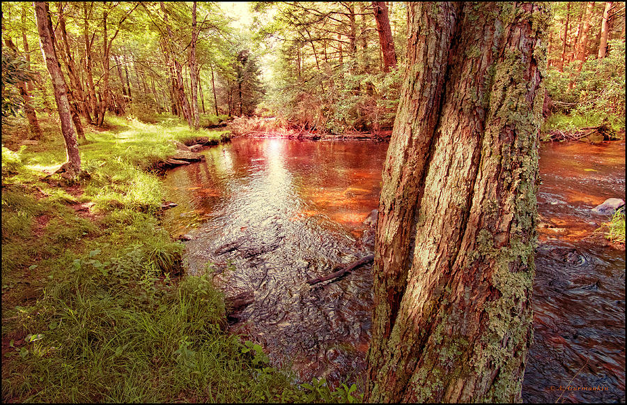 Mud Run, Pocono Mountain Stream Photograph by A Macarthur Gurmankin