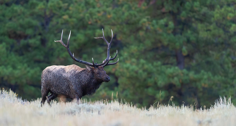 Muddy Bull Elk Rocky Mountain National Park Photograph by Gary Langley