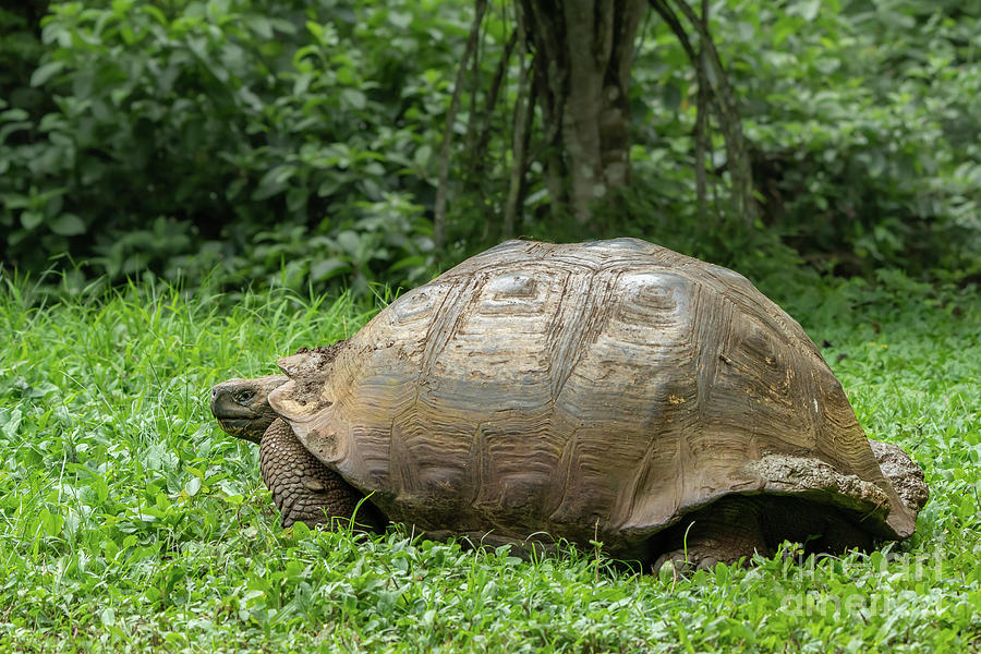 Muddy Giant Tortoise Photograph by Nancy Gleason