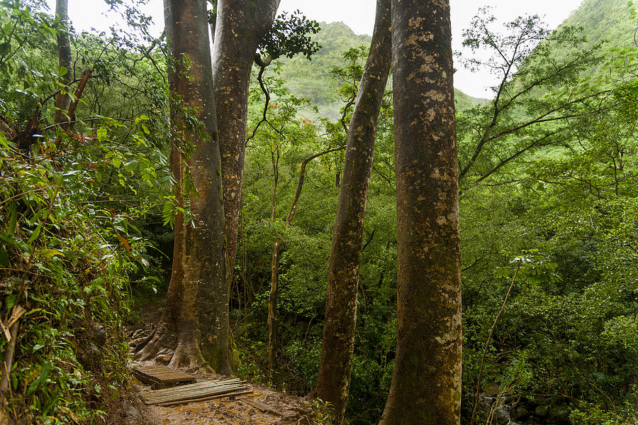 Muddy rainforest trail Photograph by Stuart McCall