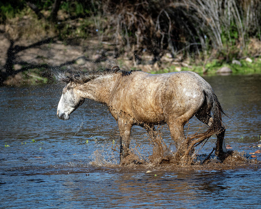 Muddy Splash Photograph by Mary Hone