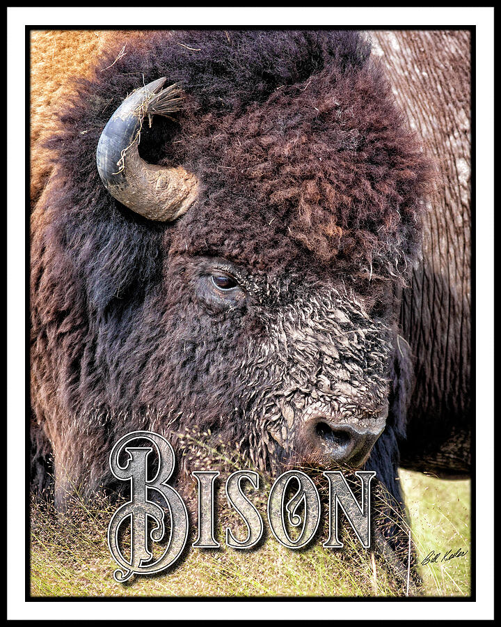 Muddy Thunder - Bison - The Border Edition Photograph by Bill Kesler