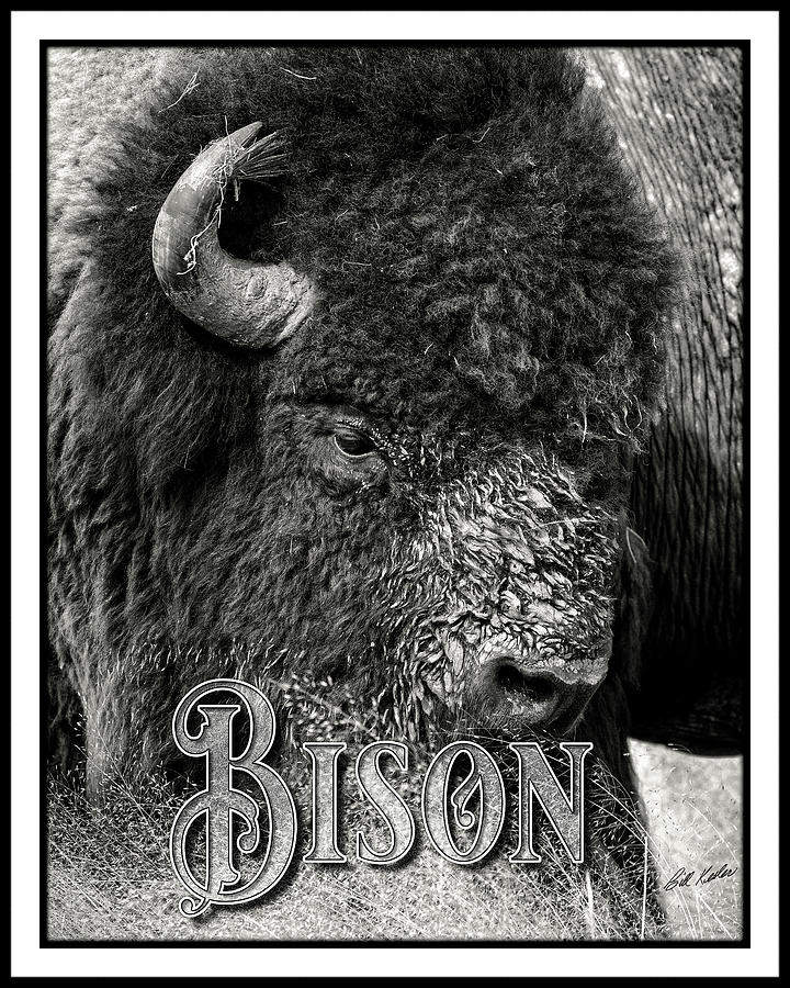 Muddy Thunder - Sepia Tone - Bison - The Border Edition Photograph by Bill Kesler