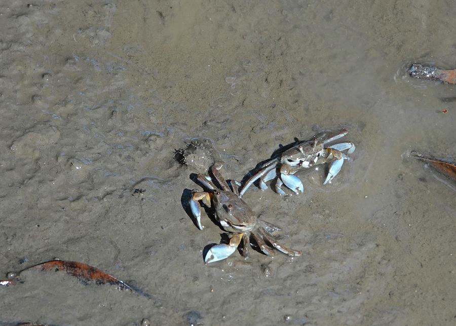 Mudflat Sentinel Crabs Photograph by Maryse Jansen