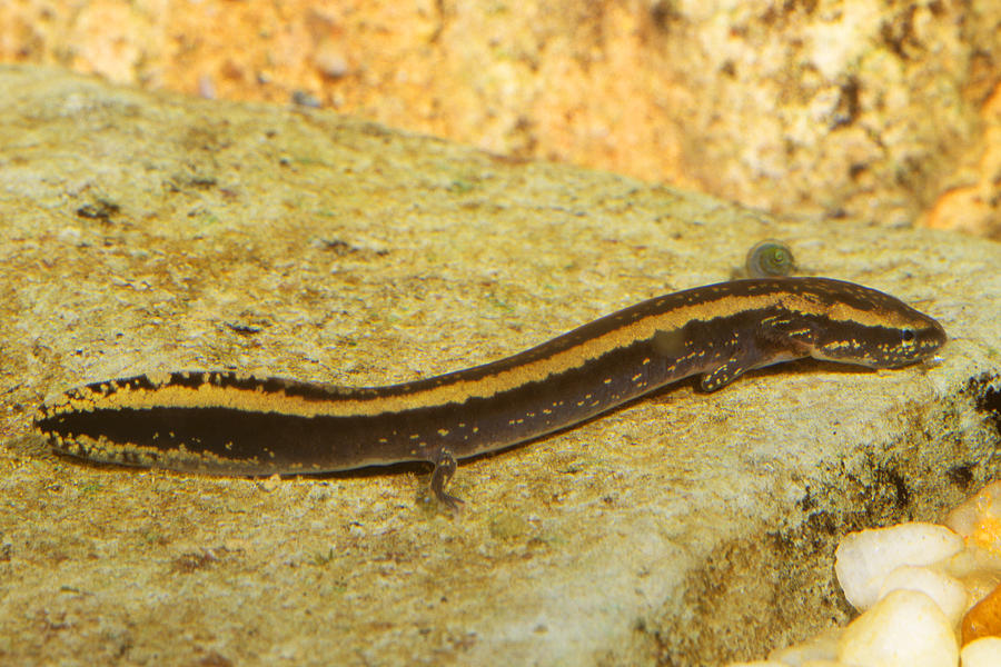 Mudpuppy Larva Photograph by Michael Redmer - Fine Art America