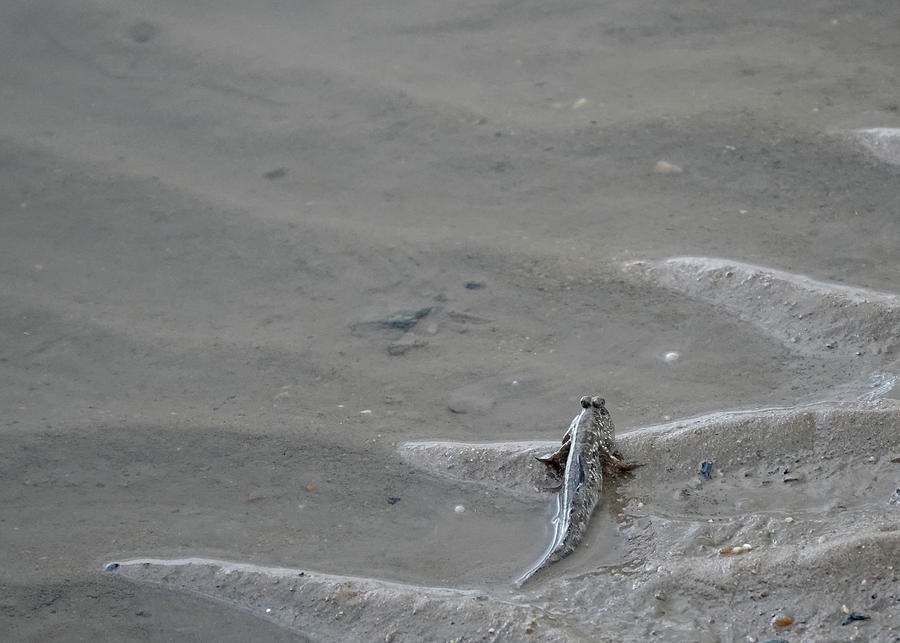 Mudskipper on the Lookout Photograph by Maryse Jansen