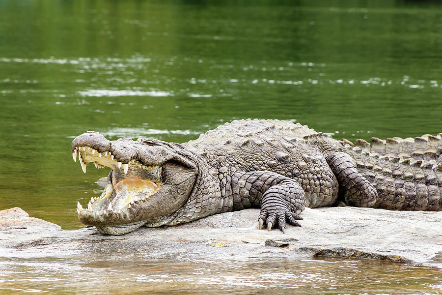 Mugger crocodile Photograph by SAURAVphoto Online Store