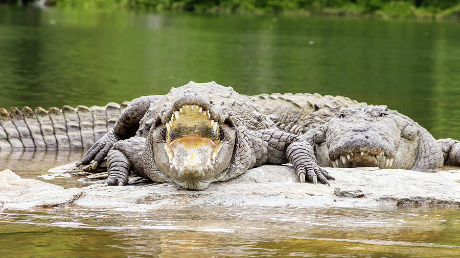 Mugger crocodiles Photograph by SAURAVphoto Online Store