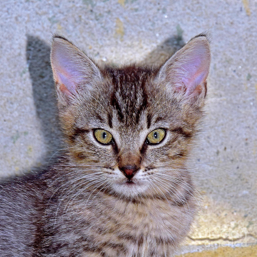 Mugshot of a grey kitten Photograph by Tibor Tivadar Kui | Fine Art America