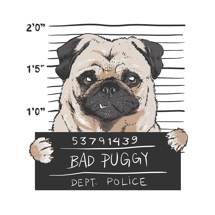 Mugshot pug Drawing by Johnnie Art - Fine Art America