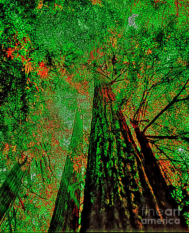 Muir Woods National Monument  Photograph by Tom Jelen