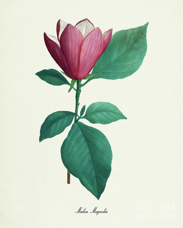 https://images.fineartamerica.com/images/artworkimages/mediumlarge/3/mulan-magnolia-flower-print-visual-design.jpg