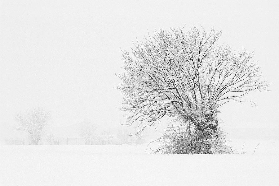 Mulberry In The Snowy Field Photograph