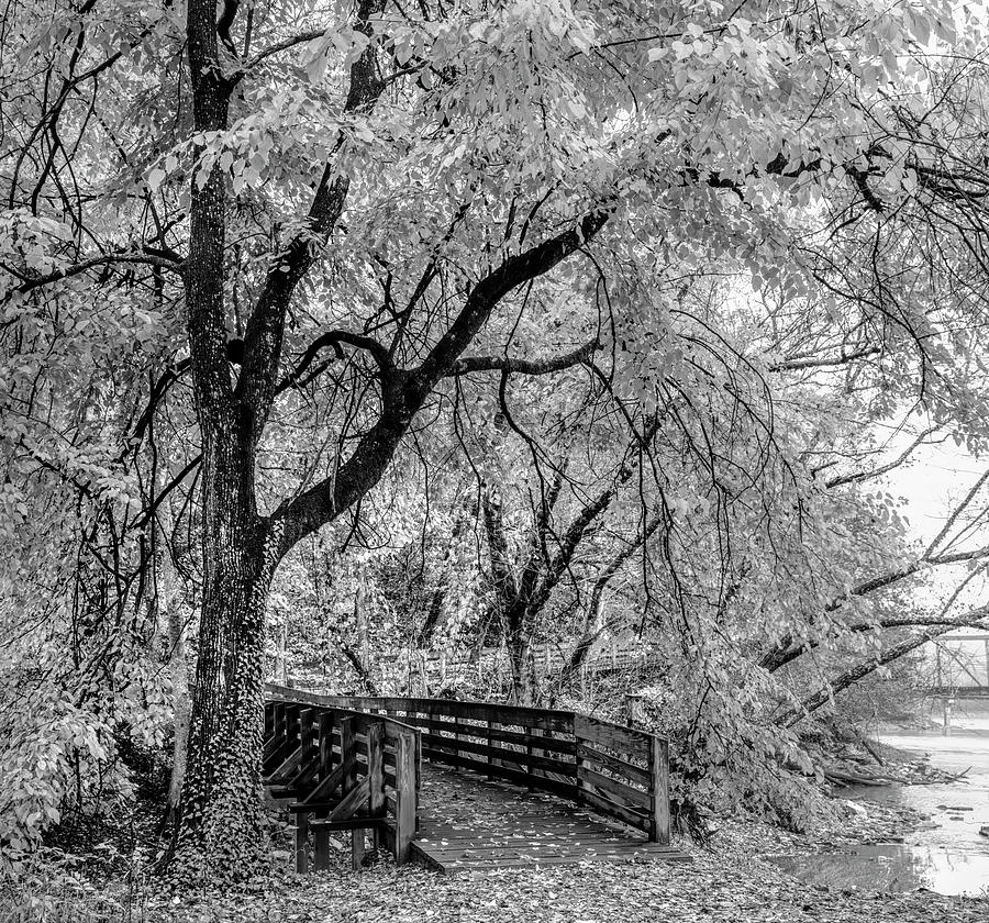 Mulberry Tree over the Boardwalk Black and White Photograph by Debra and Dave Vanderlaan