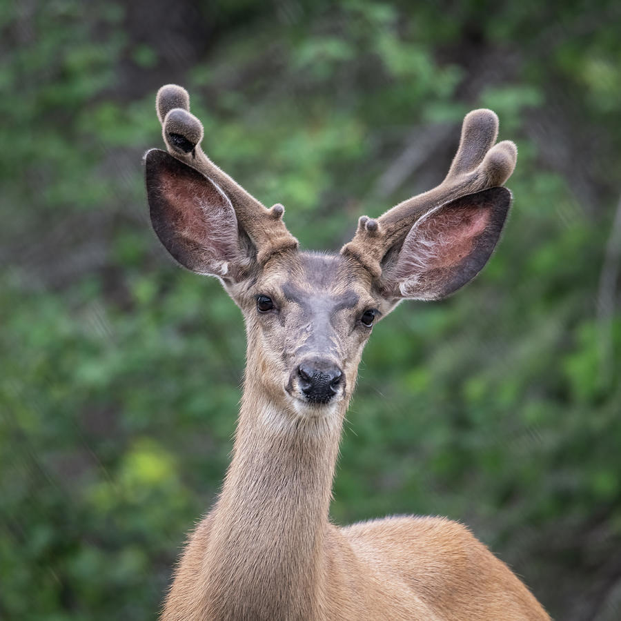 Mule Buck Photograph by Constance Puttkemery