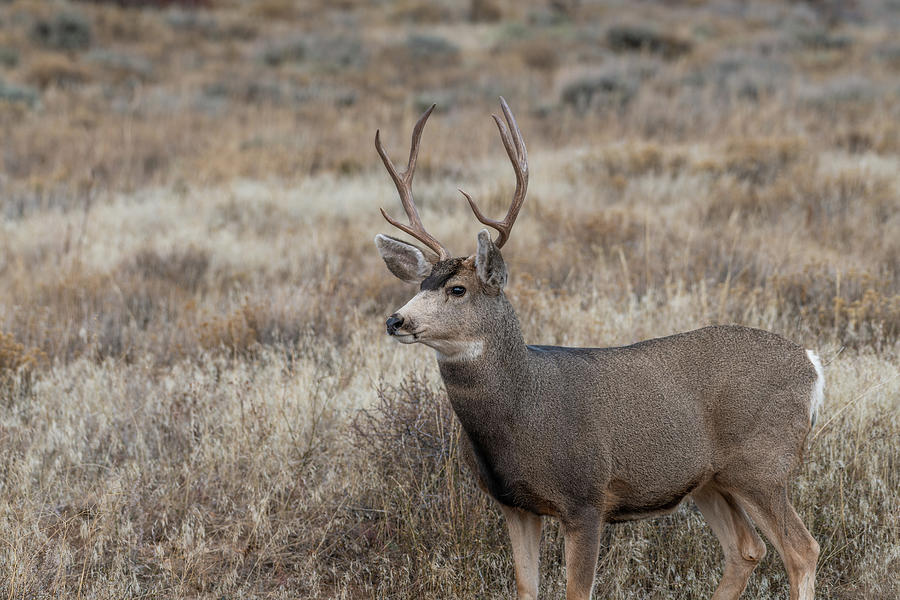 Mule Deer 6 Photograph by Michael Putthoff - Fine Art America